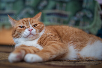 A red cat lies on the floor on the carpet. Photographed close-up.