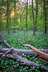 Blühender Bärlauch ( Allium ursinum ) im Leipziger Auwald.