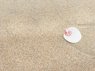 Close up of beautiful white sand dollar on the beach. Free space for your text. San Gregorio beach, California, US
