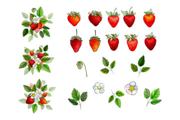 Set of red strawberry, white flowers, green leaves isolated on white background. Berry compositions for design. Vector stock illustration.