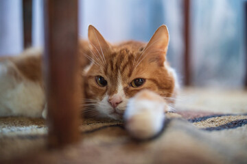 Domestic cat lies under a chair on the carpet. Photographed close-up.