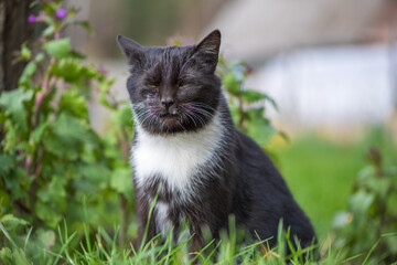 Black cat is resting in a summer house in the grass. Photographed close-up.