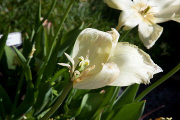 Fototapeta premium Tulip past prime