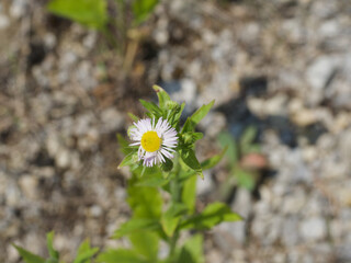 daisy in the grass or Erigeron karvinskianus or Berufskraeuter so many name and one lovely lady in flower