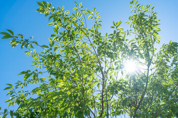 Obraz premium 新緑・逆光