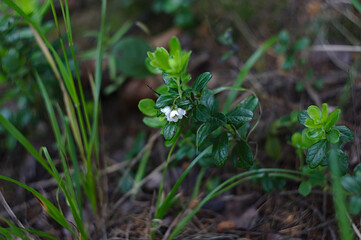 blooming blueberries in the forest