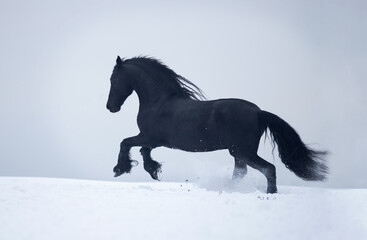 horse in snow