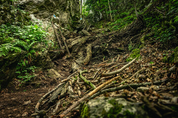 Forest path leads to the Herrgottschnitzerhaus in Hohe Wand Natur Park. Lower Austria June 2020.