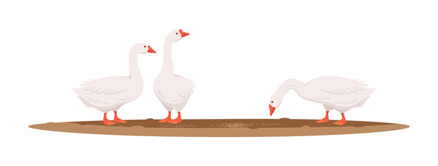 Feeding geese semi flat RGB color vector illustration. Countryside farmland poultry. Goose pose outside american ranch. Group of domesticated bird isolated cartoon animal on white background
