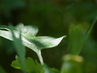 like a open hand this leaf with his thiny fine hair 