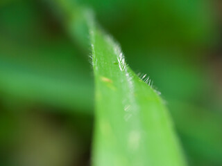 Obraz premium silver hair on a leaf like the arms of god