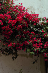 red flowers At wall