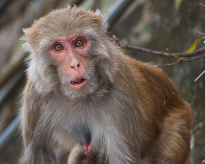 close up of a young baboon monkey 