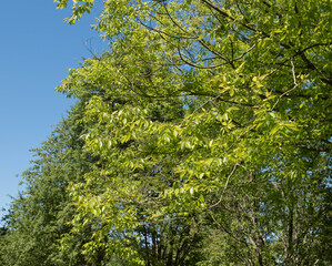 Bright Green Summer Foliage of a Deciduous Chinese Zelkova Tree (Zelkova schneideriana) Growing in a Garden in Rural Devon, England, UK