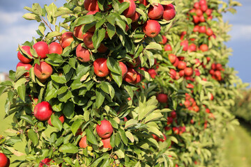 Apples growing in orchard in Altes Land, Germany
