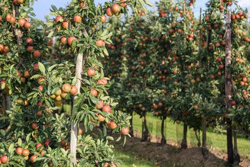 Apples in orchard in Altes Land, Germany