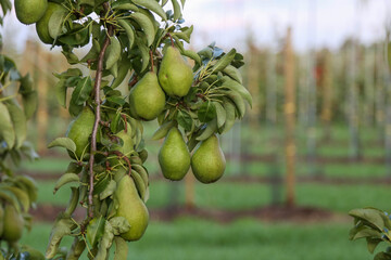 Pears hanging on pear tree in orchard