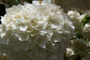 White flower bush in the sunshine