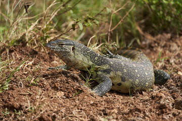 Nile monitor Varanus niloticus large member of monitor family Varanidae 