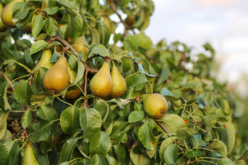 Pears hanging on pear tree in orchard