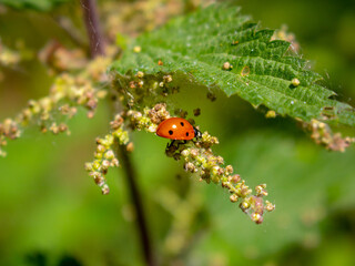 ladybird on a leaf 2