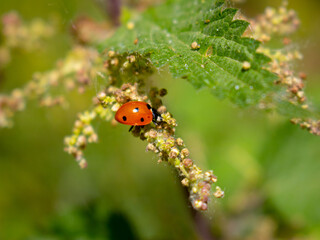 Obraz premium ladybird on a leaf