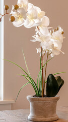 Vertical frame Beautiful indoor potted orchid with delicate white flowers on a wooden table