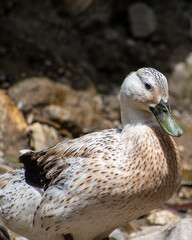 portrait of a duck in the water