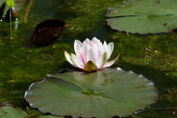 Water Lily outdoors in the sunshine