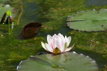 Water Lily outdoors in the sunshine