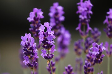 blühender Lavendel in violett