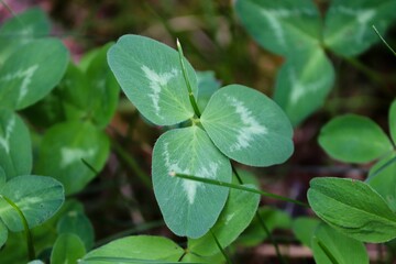 Kleeblatt mit drei Blättern