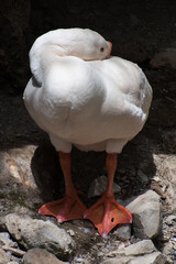 portrait of a duck in the water