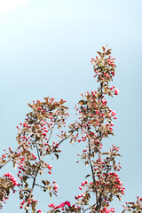 a branch of a blooming Apple tree against the blue sky. vertical photo. pink flower buds of an Apple tree