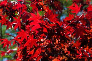 Maple tree with red leaves