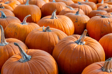 sehr viele orange Kürbisse liegen auf einem Haufen