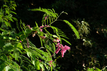 Beautiful pink wild tropical flower of Coral Bells (Antigonon leptopus) in a green lush field