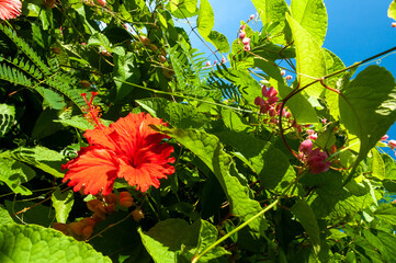Red beautiful tropical single flower of Chinese Hibiscus (Hibiscus rosa-sinensis). Seychelles
