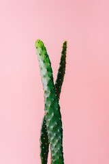 Close-up detail of flat and long green cactus on a pink background. Minimal decoration plant on color background with copy space. Joyful color and stylish summer fine art for print and web design.