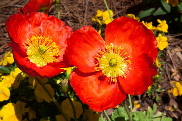 Poppy flower in the Sunshine