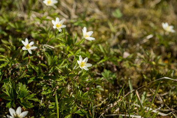 A big group of white pretty bluebells on the sun.Spring wild Flowers in forest.Beautiful magic snowdrops in spring forest. Scenic view of spring forest with blooming flowers. White blooming snowdrop