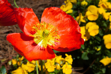 Poppy flower in the Sunshine