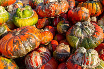 sehr viele verschiedene Kürbisse liegen auf einem Haufen