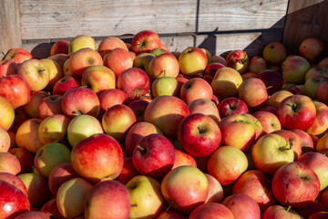 viele leckere reife Äpfel (Santana) in einer Holzkiste
