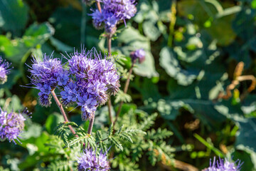 eine Blume (Schneeheide) die im Herbst blüht und Insekten Nahrung spendet 