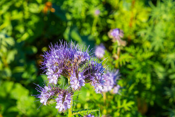 eine Blume (Schneeheide) die im Herbst blüht und Insekten Nahrung spendet 