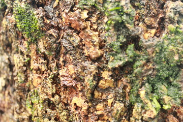 moss on tree