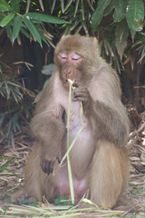 mother and baby baboon