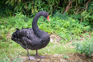 A black swan with a red beak stands on the bank of a pond.