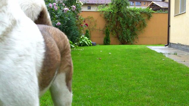 a beautiful American akita playing in the garden